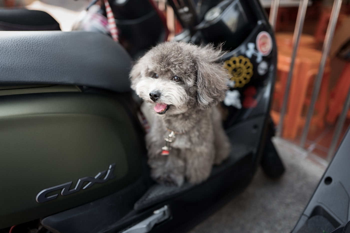 A puppy sitting on a motorcycle